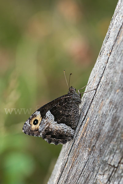 Kleiner Waldportier (Hipparchia hermione)