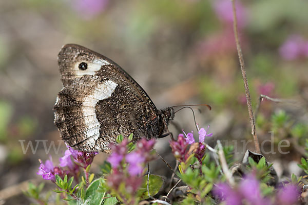 Kleiner Waldportier (Hipparchia hermione)