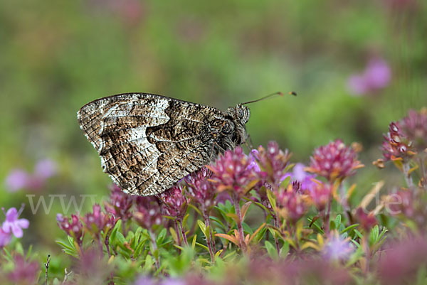 Kleiner Waldportier (Hipparchia hermione)