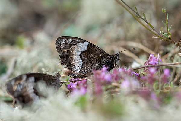 Kleiner Waldportier (Hipparchia hermione)