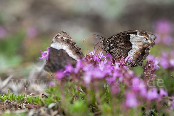 Kleiner Waldportier (Hipparchia hermione)