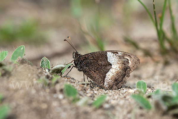 Kleiner Waldportier (Hipparchia hermione)