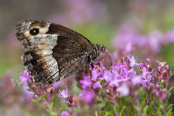 Kleiner Waldportier (Hipparchia hermione)