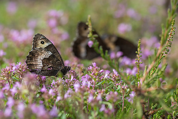 Kleiner Waldportier (Hipparchia hermione)