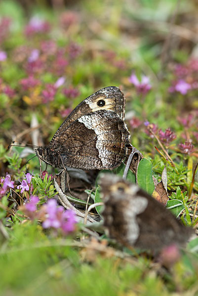 Kleiner Waldportier (Hipparchia hermione)