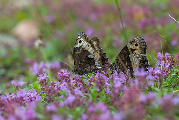 Kleiner Waldportier (Hipparchia hermione)