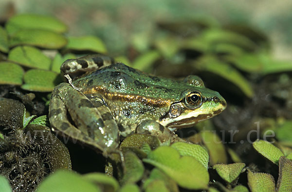 Kleiner Wasserfrosch (Pelophylax lessonae)