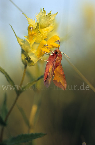 Kleiner Weinschwärmer (Deilephila porcellus)