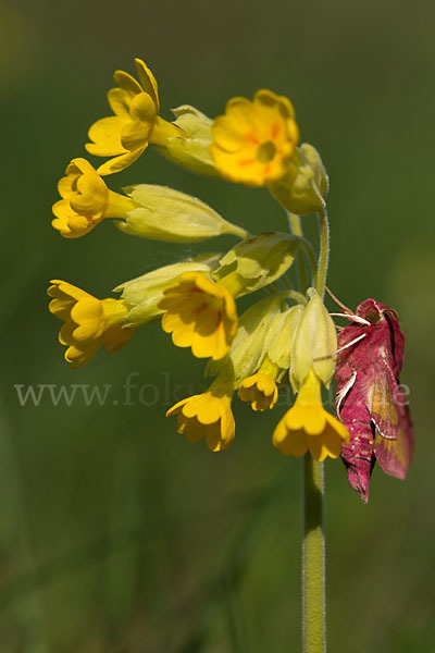 Kleiner Weinschwärmer (Deilephila porcellus)