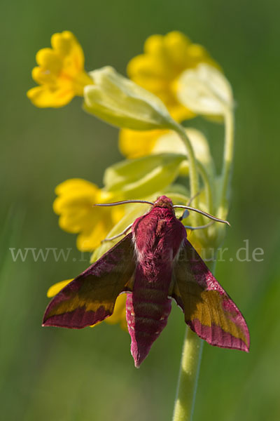 Kleiner Weinschwärmer (Deilephila porcellus)