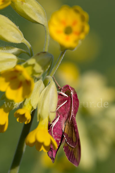 Kleiner Weinschwärmer (Deilephila porcellus)