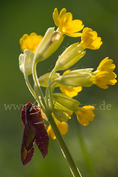 Kleiner Weinschwärmer (Deilephila porcellus)