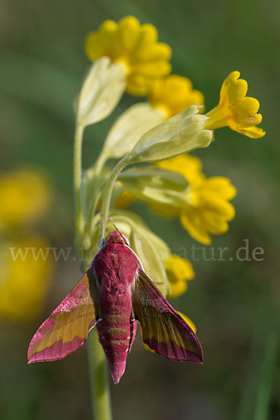 Kleiner Weinschwärmer (Deilephila porcellus)