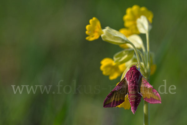 Kleiner Weinschwärmer (Deilephila porcellus)