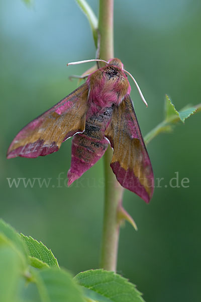 Kleiner Weinschwärmer (Deilephila porcellus)