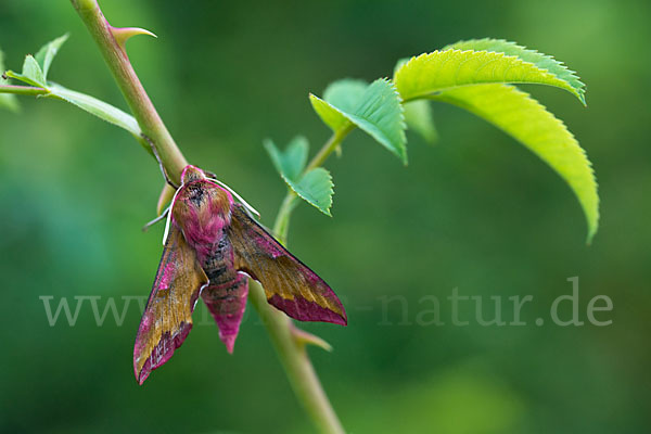 Kleiner Weinschwärmer (Deilephila porcellus)