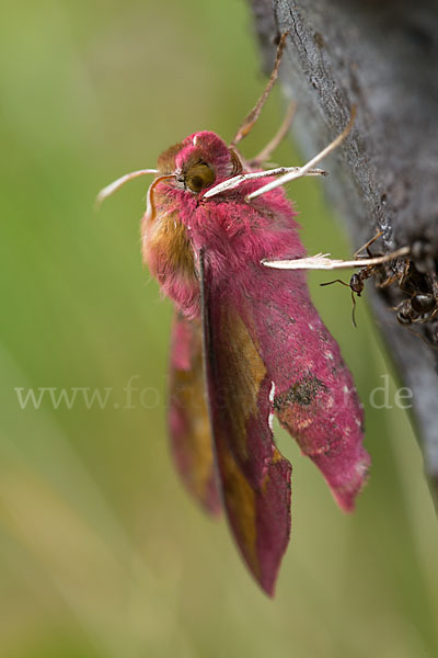 Kleiner Weinschwärmer (Deilephila porcellus)