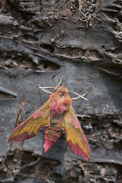 Kleiner Weinschwärmer (Deilephila porcellus)