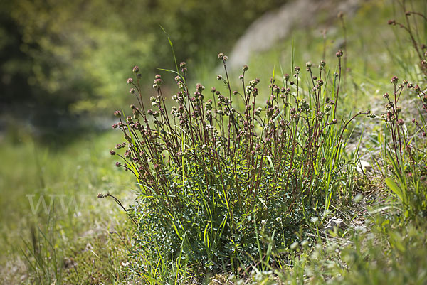 Kleiner Wiesenknopf (Sanguisorba minor)