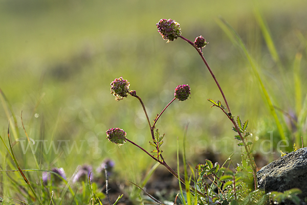 Kleiner Wiesenknopf (Sanguisorba minor)