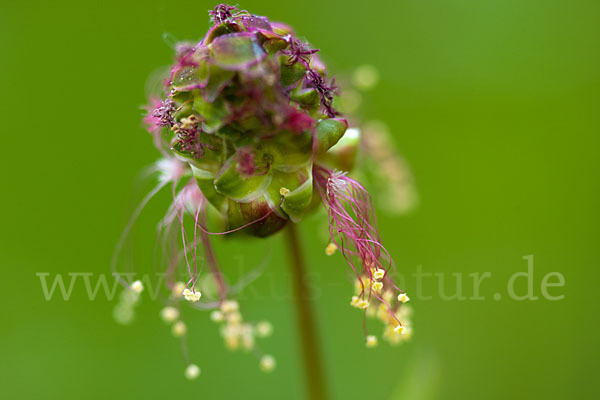 Kleiner Wiesenknopf (Sanguisorba minor)