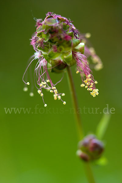 Kleiner Wiesenknopf (Sanguisorba minor)