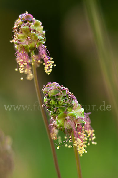 Kleiner Wiesenknopf (Sanguisorba minor)