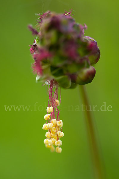 Kleiner Wiesenknopf (Sanguisorba minor)