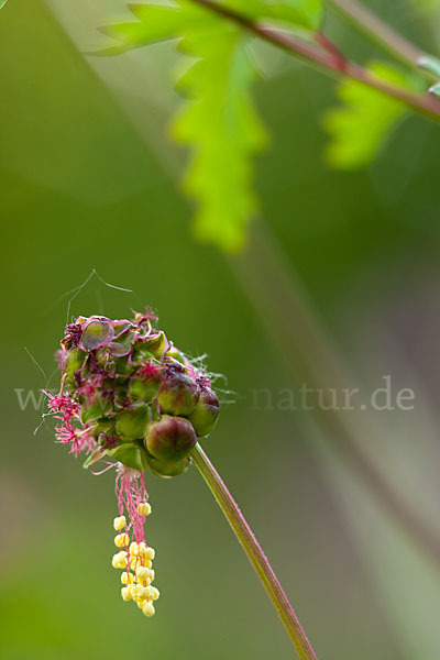 Kleiner Wiesenknopf (Sanguisorba minor)