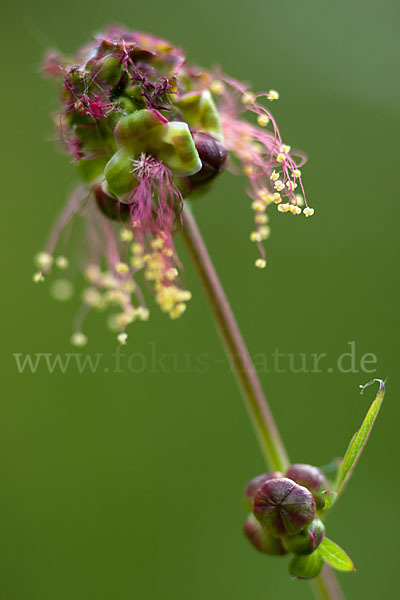 Kleiner Wiesenknopf (Sanguisorba minor)