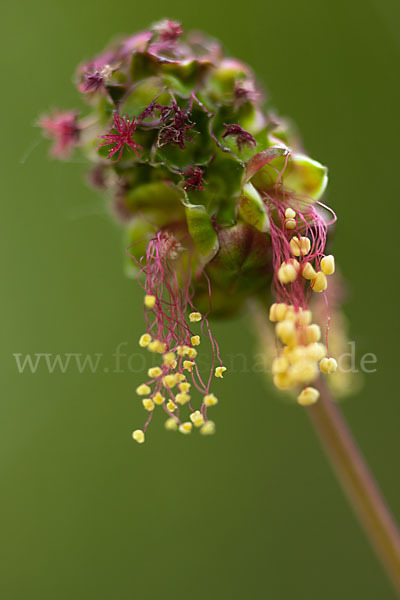 Kleiner Wiesenknopf (Sanguisorba minor)