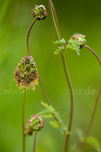 Kleiner Wiesenknopf (Sanguisorba minor)