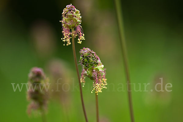 Kleiner Wiesenknopf (Sanguisorba minor)