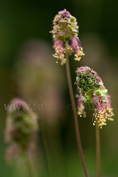 Kleiner Wiesenknopf (Sanguisorba minor)