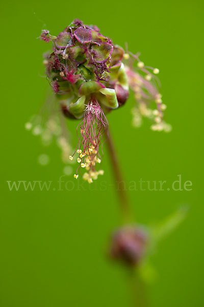 Kleiner Wiesenknopf (Sanguisorba minor)