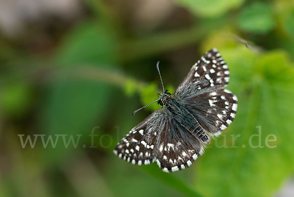 Kleiner Würfel-Dickkopffalter (Pyrgus malvae)