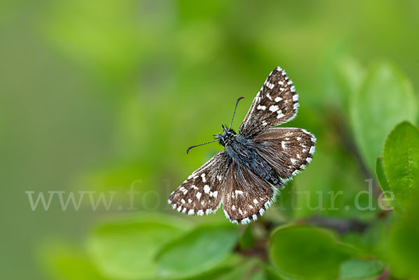 Kleiner Würfel-Dickkopffalter (Pyrgus malvae)