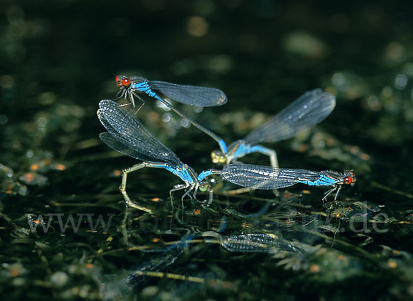 Kleines Granatauge (Erythromma viridulum)