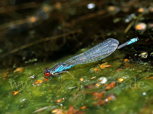 Kleines Granatauge (Erythromma viridulum)