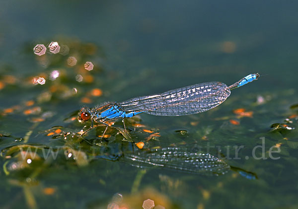 Kleines Granatauge (Erythromma viridulum)