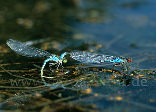 Kleines Granatauge (Erythromma viridulum)