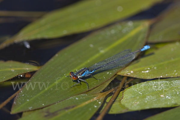 Kleines Granatauge (Erythromma viridulum)