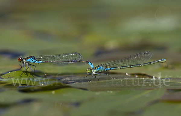 Kleines Granatauge (Erythromma viridulum)