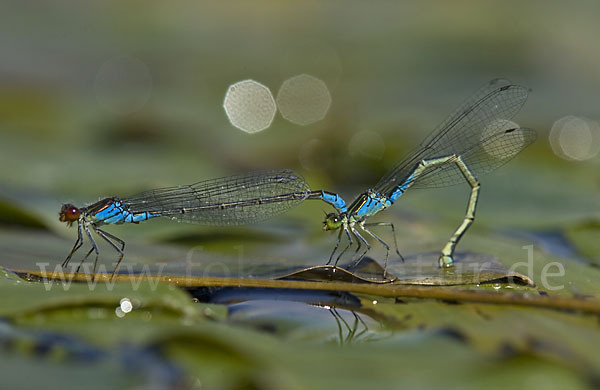 Kleines Granatauge (Erythromma viridulum)