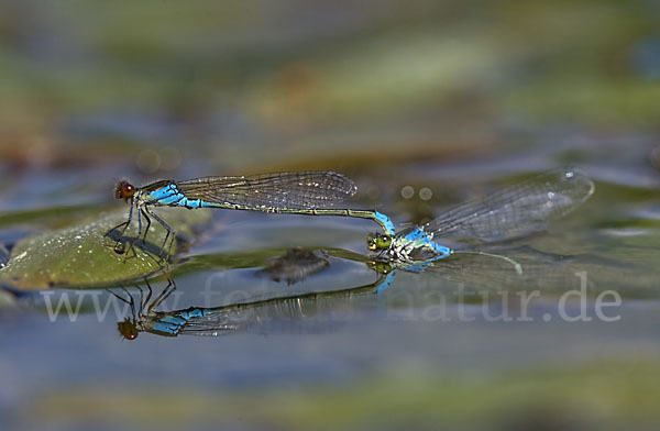 Kleines Granatauge (Erythromma viridulum)