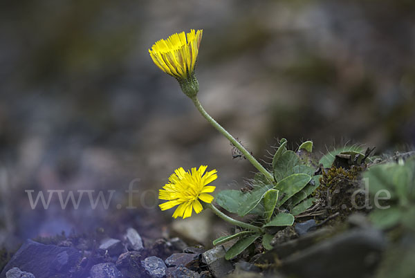 Kleines Habichtskraut (Pilosella officinarum)