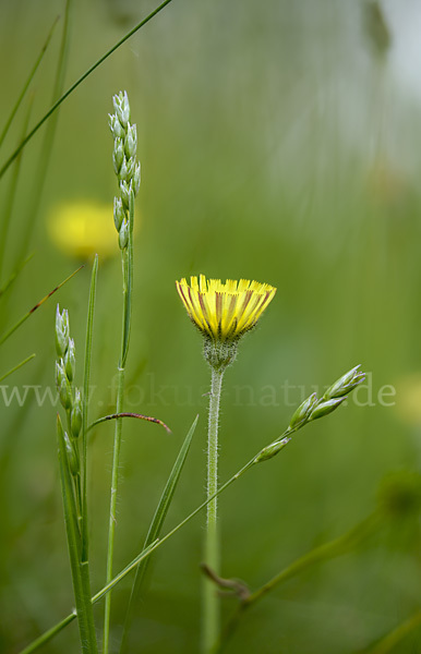 Kleines Habichtskraut (Pilosella officinarum)