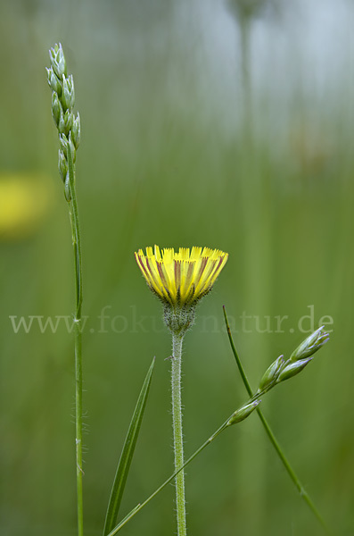 Kleines Habichtskraut (Pilosella officinarum)