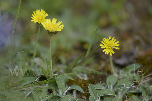 Kleines Habichtskraut (Pilosella officinarum)