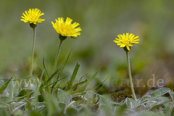 Kleines Habichtskraut (Pilosella officinarum)